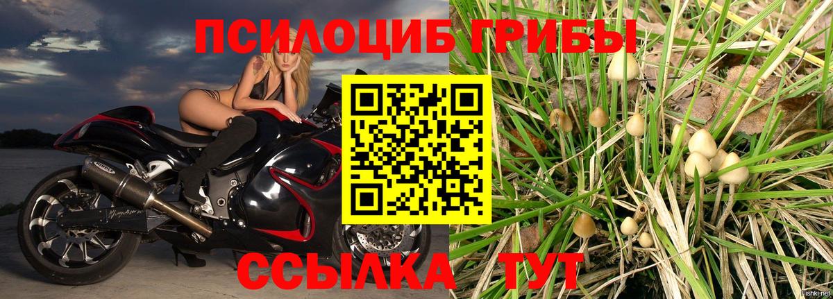 Псилоцибиновые грибы Cubensis Алейск